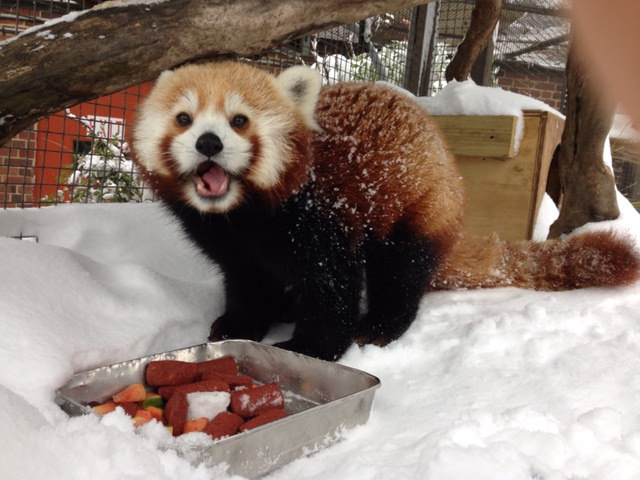 red panda