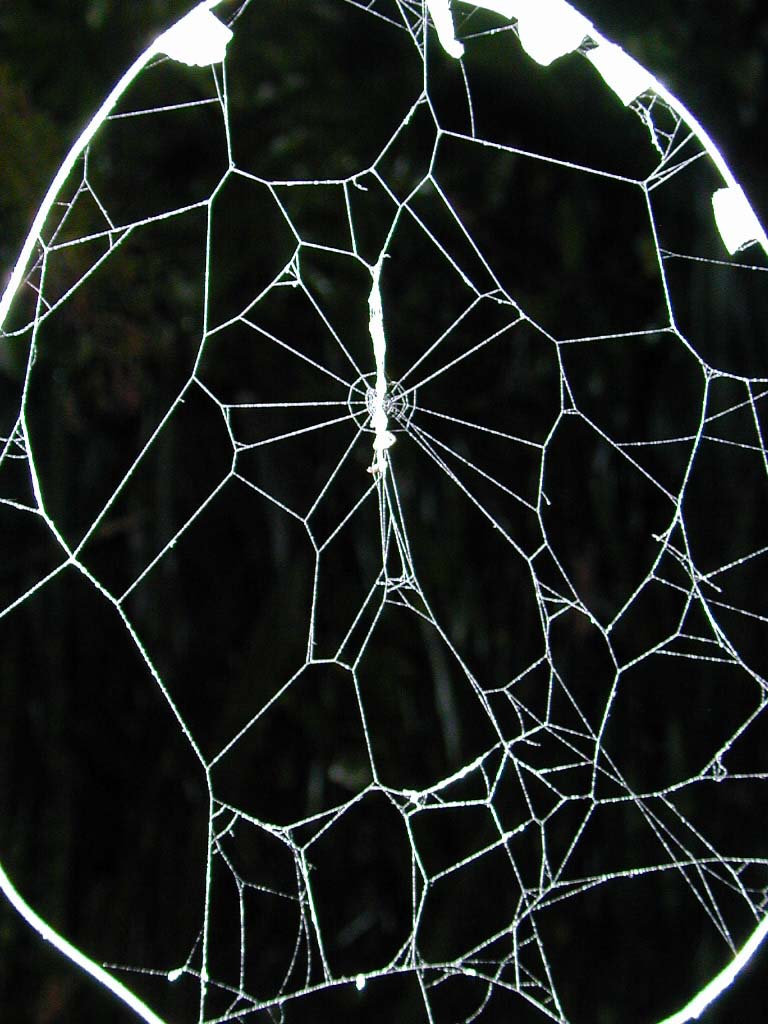 A highly-modified web spun by an orb weaving.