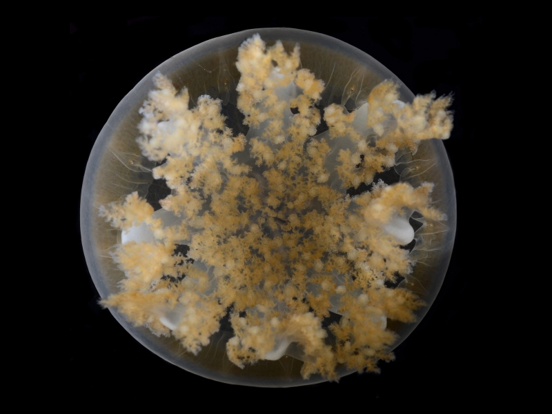 An upside down jellyfish with a black background.