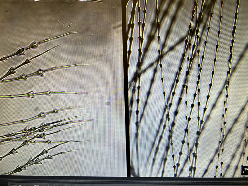 Microscopic image of a bird feather.
