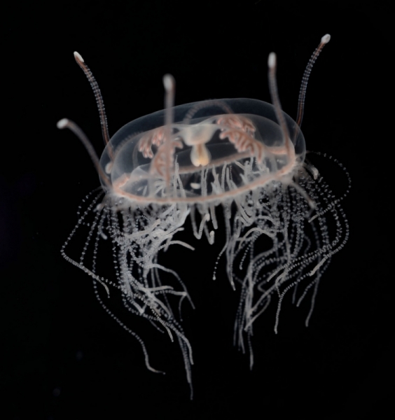 A translucent jellyfish with a black background.