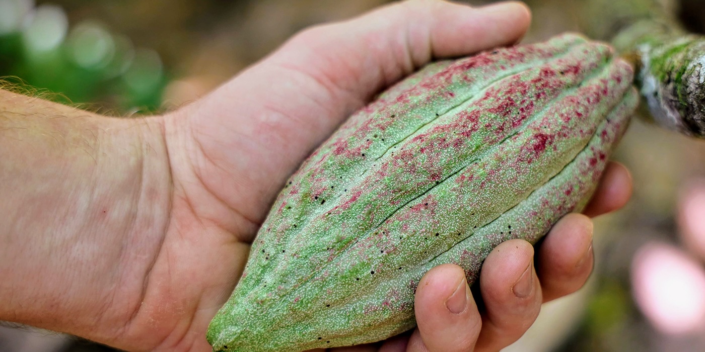 A hand holding a green cacao pod with speckles of red.
