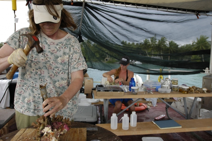 chopping coral palmyra