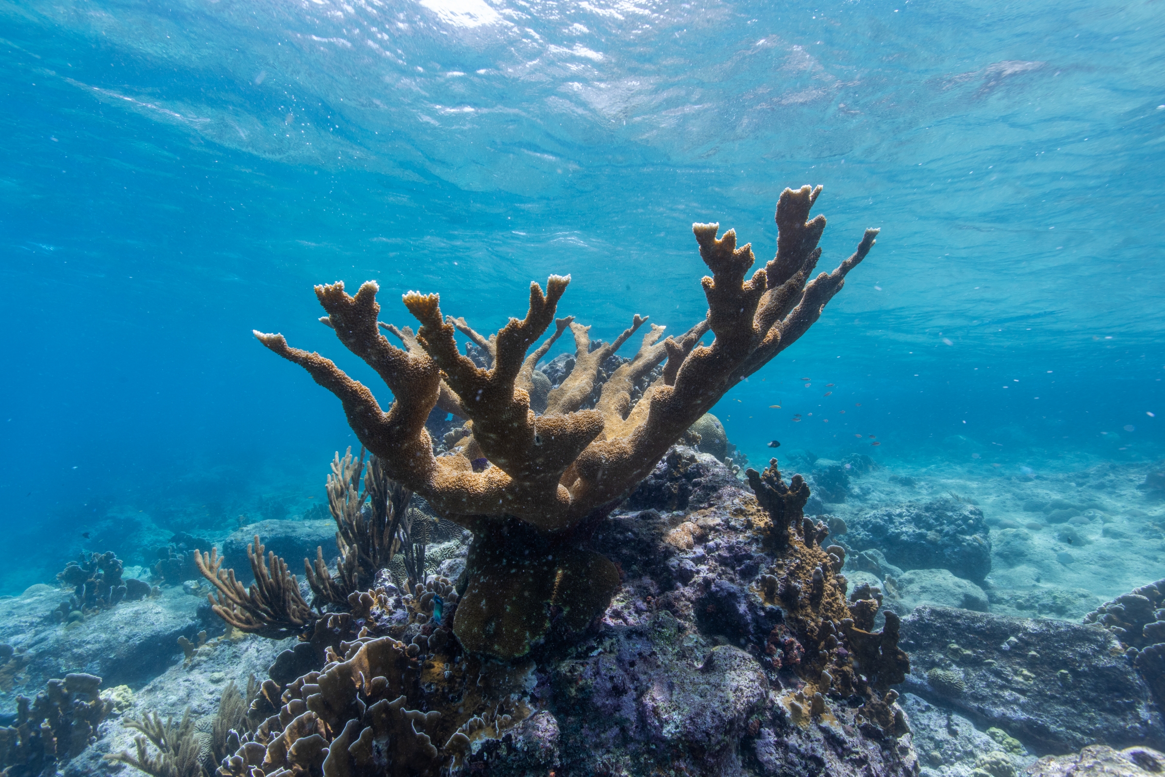 A large elkhorn coral underwater on a sunny day in Curacao.