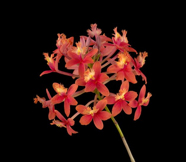 orchid cluster