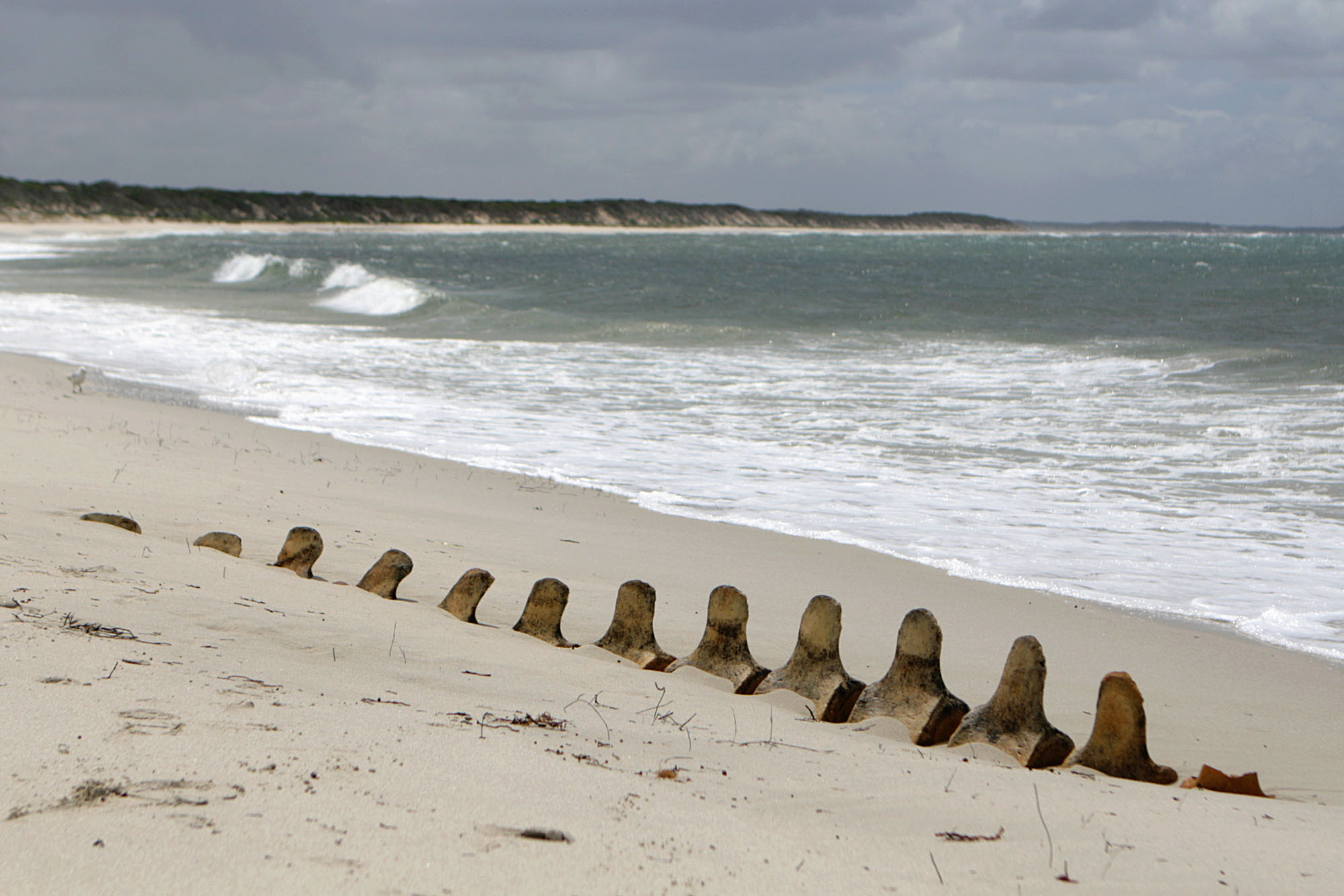 Whale bones lay partly exposed on a beach near Hopetoun, Australia. (Photo by Flickr user Dark Orange)