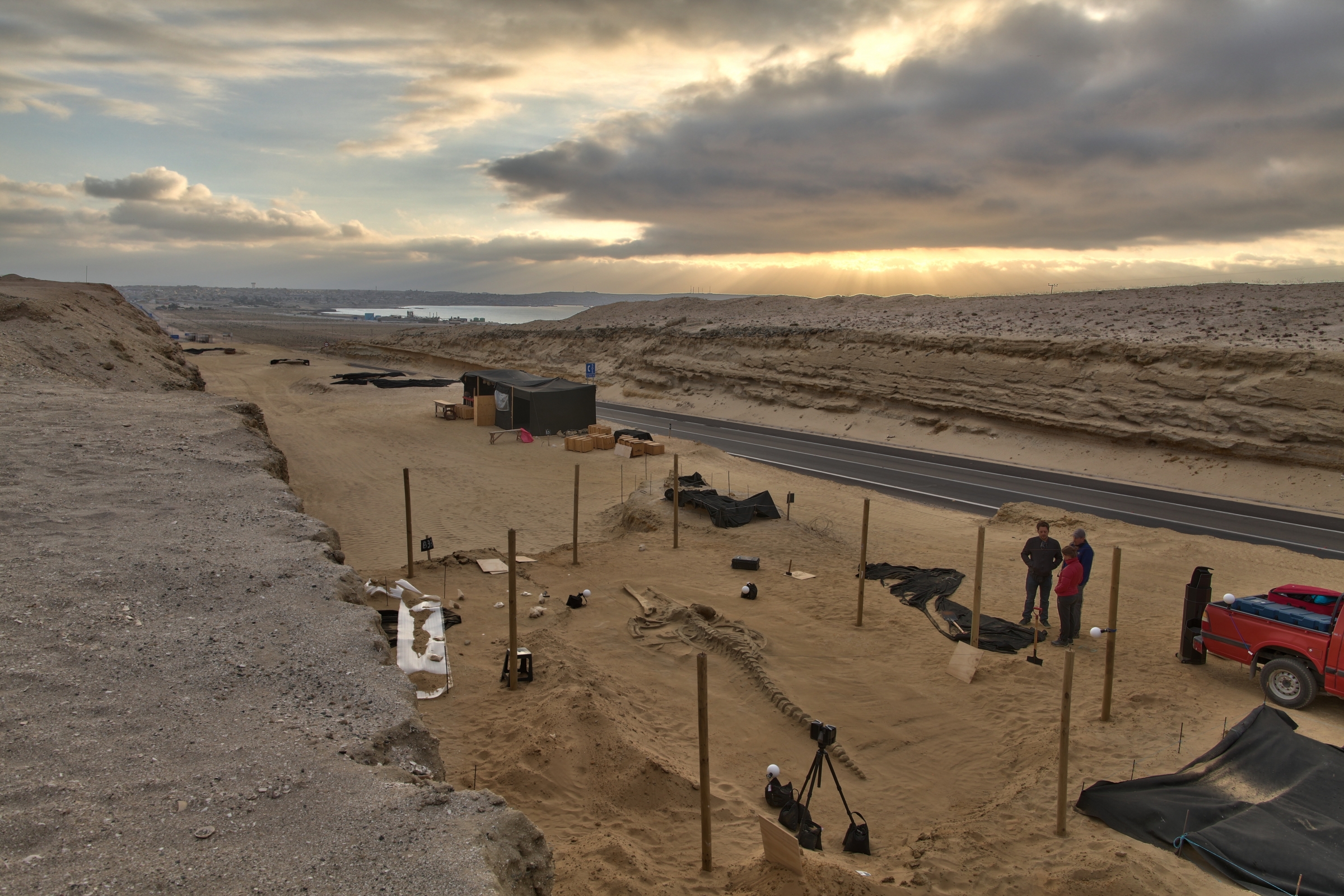 Smithsonian researchers stand near a fossilized whale skeleton in Chile, part of a large group of fossils discovered in a cross-country highway cut.