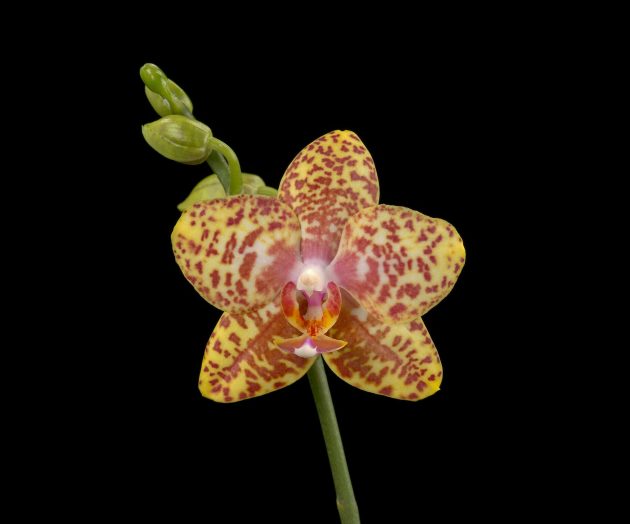 spotted orchid