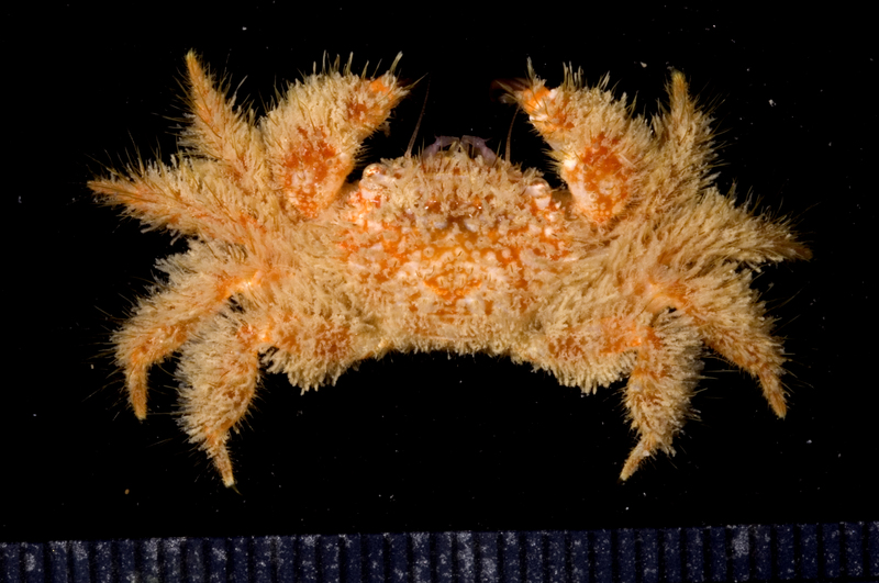Pilumnus tahitensis