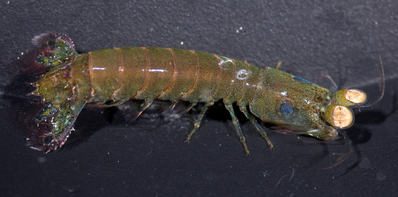 Raoulserenea ornata