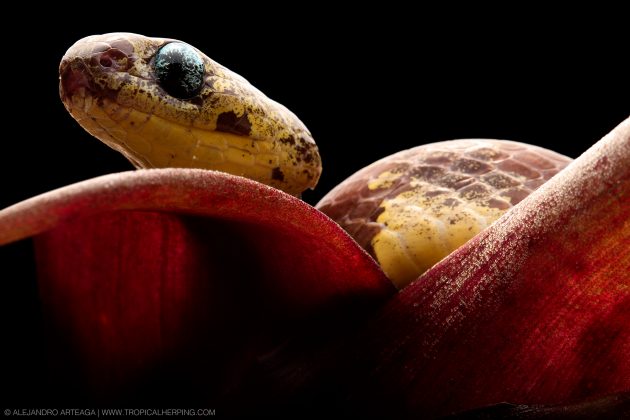 yellow snake