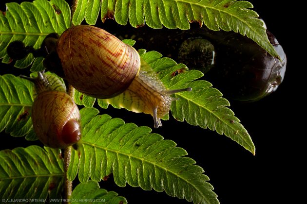 snail snake