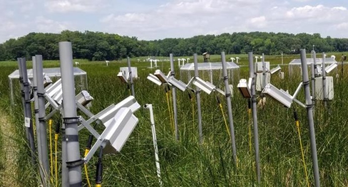 A large amount of heat lamps held up by gray pipes over marsh grass.