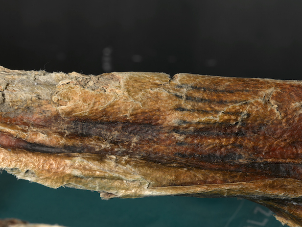 Tattoos on the body of Ötzi, the Tyrolean Iceman. (Photograph © South Tyrol Museum of Archaeology/EURAC/Samadelli/Staschitz)