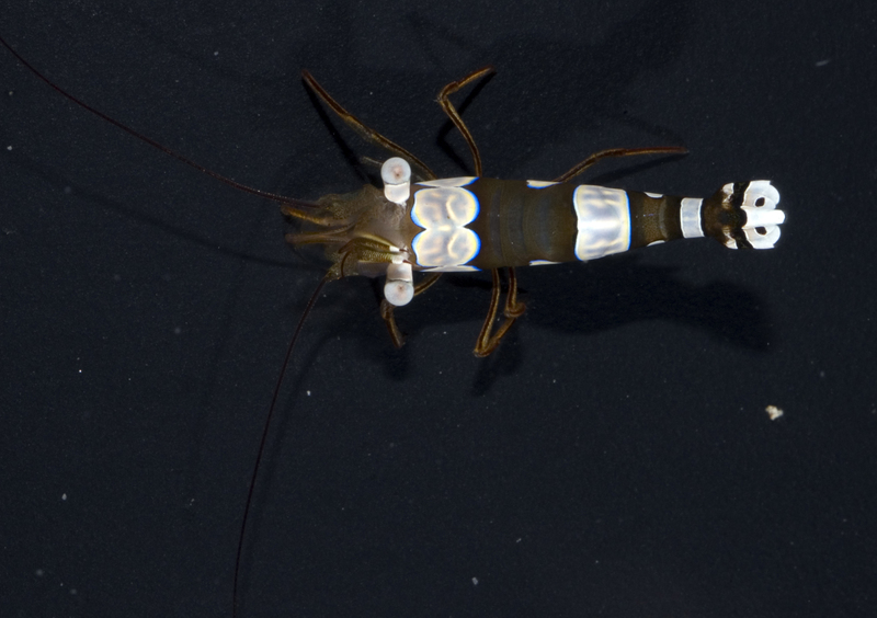 Thor amboinensis