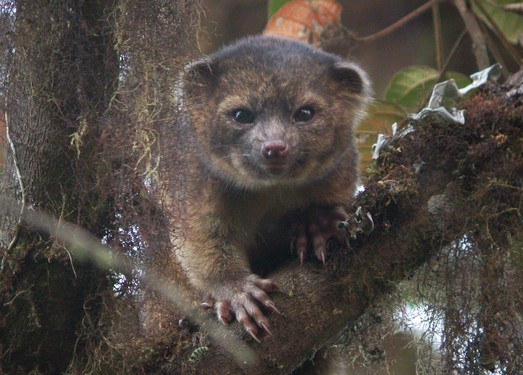 Small brown mammal in tree.