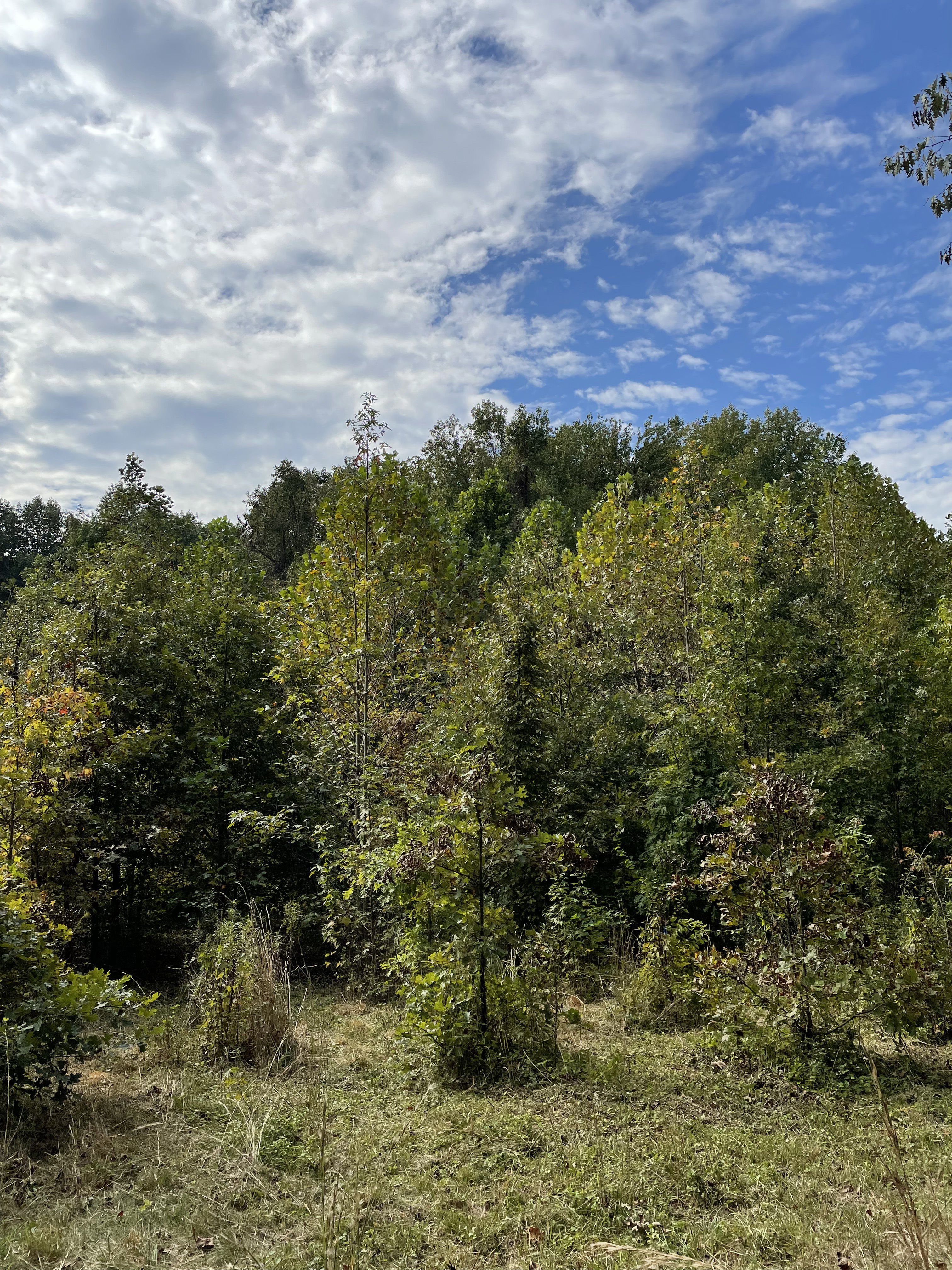 Medium shot of forest with new growth.