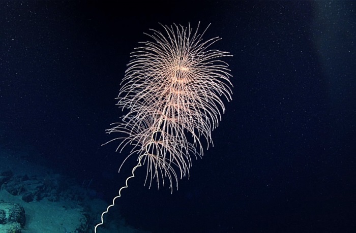 A pink octocoral, shaped like a firework, against a black background.