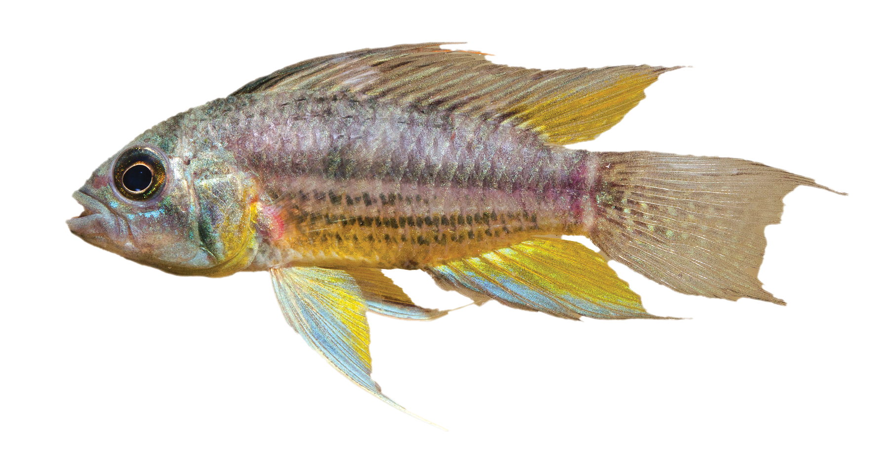 fish