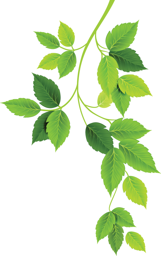 leaves
