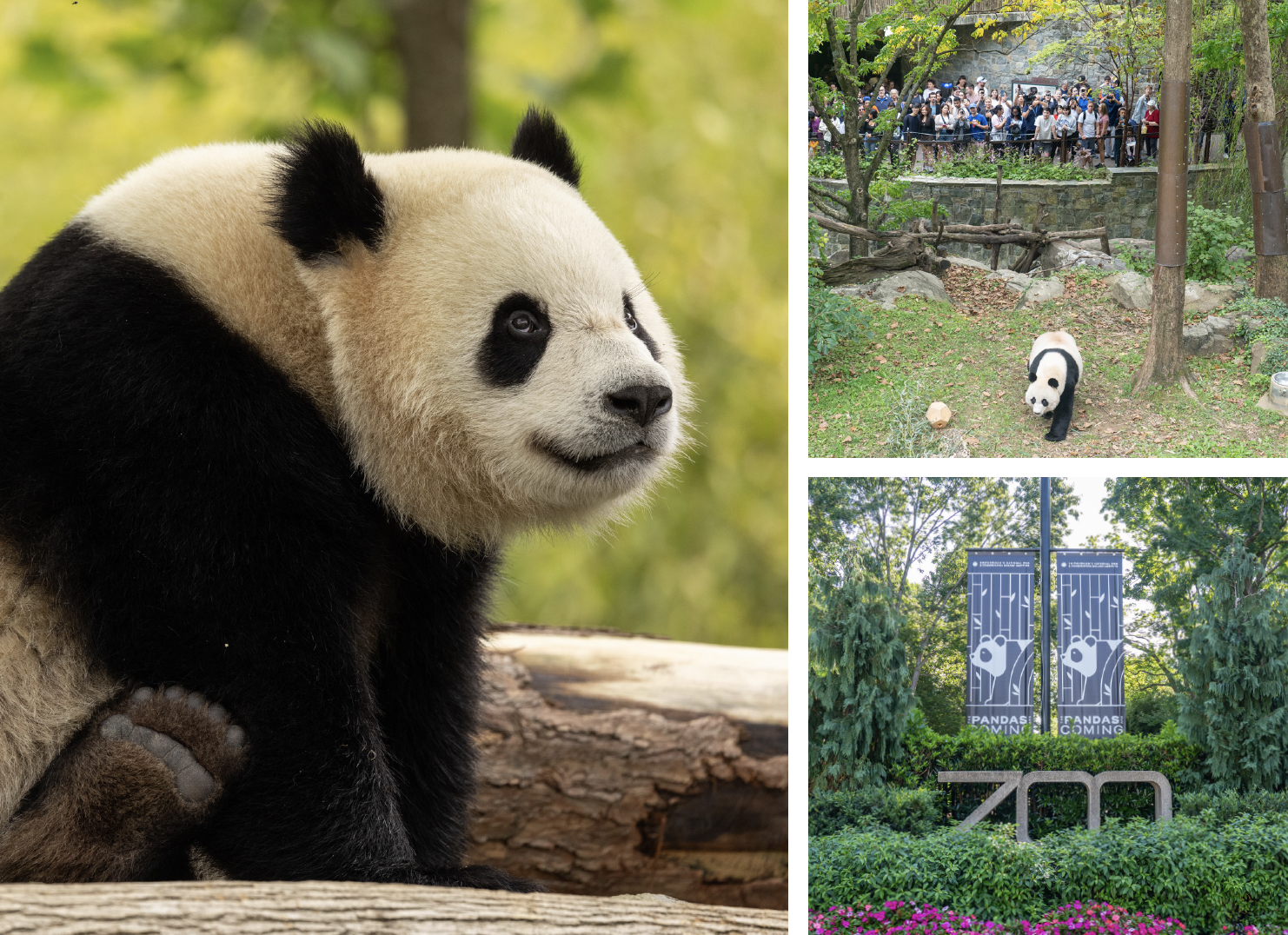 panda in zoo habitat