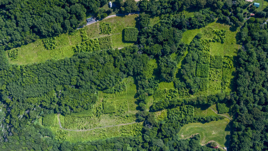 Aerial shot of a green forest.